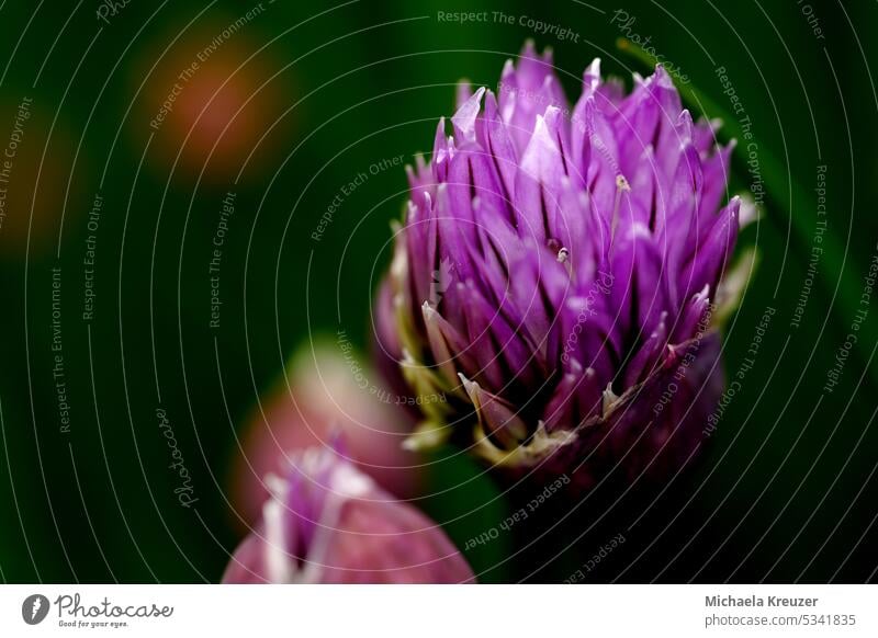 eine violette schnittlauchblüte, vordergrund frühling blaue blüte Hintergrund Textfreiraum Natur Postkarte Blüte Blume Frühling Raum für Text macro