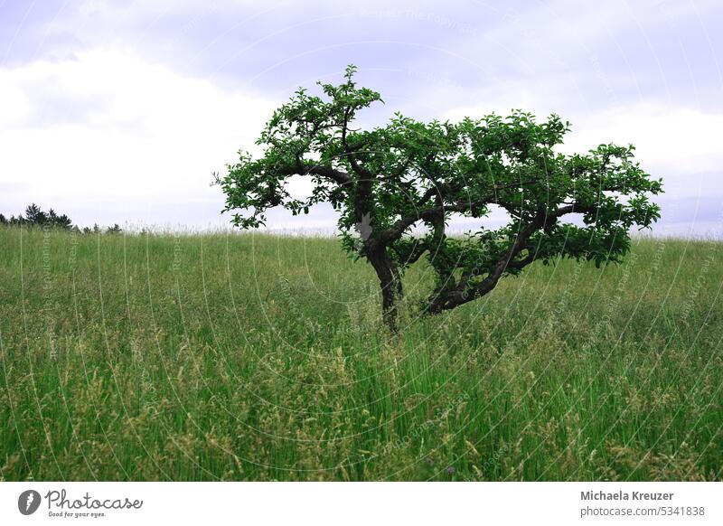 alter, knorriger apfelbaum auf einer wiese stehend gräser knorriger stamm himmel wolken sommer maht naturbelassene wiese Gräser Wiese Natur Sommer Außenaufnahme