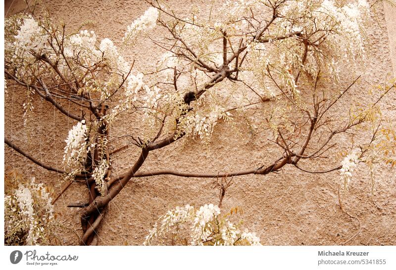 wisteria, blauregen in weiss, malerisch an einer braunen wand, in voller blüte menschenleer platz für text grußkarte fülle starkes wachstum natur