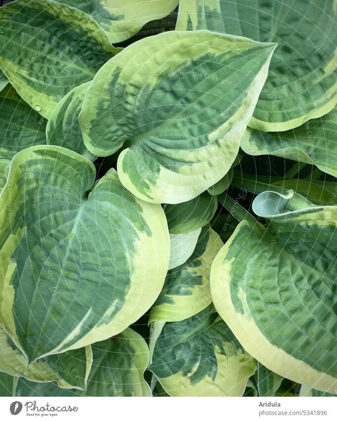 Lilien-Funkie-Blätter Blatt Pflanze Garten Staude Beet Muster grün Grüntöne Hosta Herzblattlilien Agavengewächse Spargelartige Japan Asien