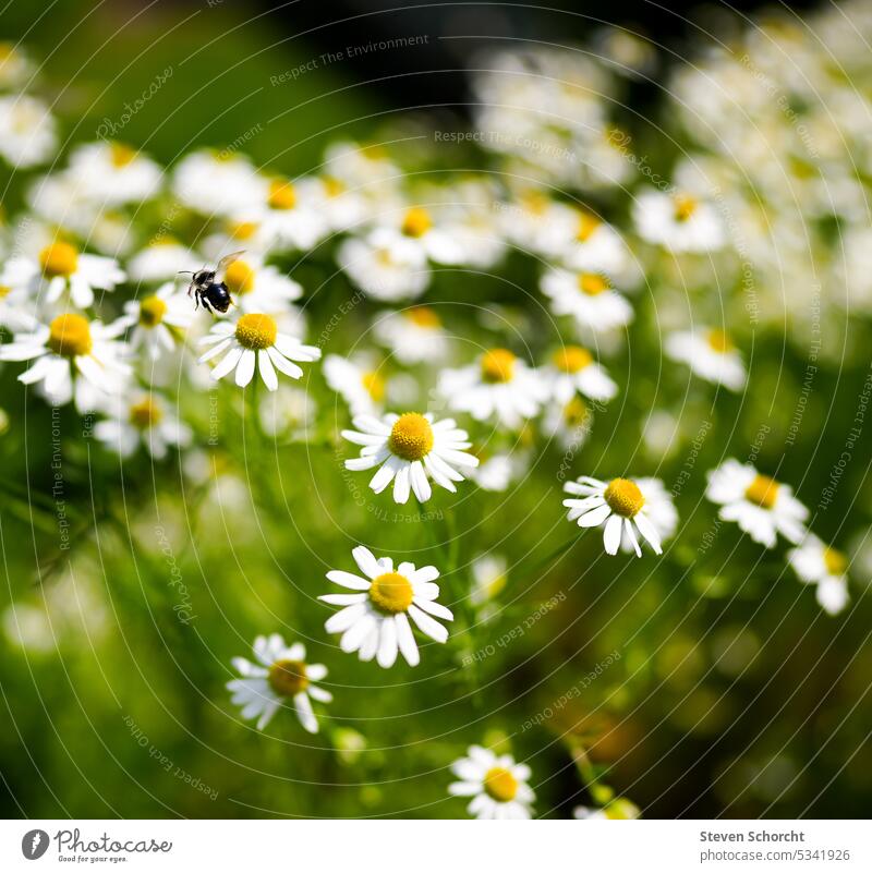 Biene fliegt über ein wunderschönes Kamillenfeld Natur Garten Gartenpflanzen Blume Pflanze natürlich Sommer Blüte Farbfoto Blühend Außenaufnahme Nahaufnahme
