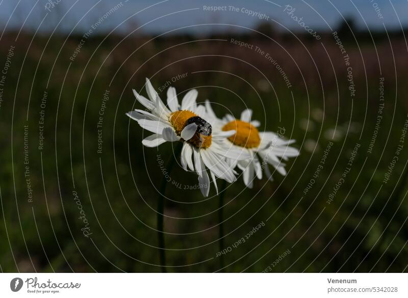 Geöffnete Kamilleblüten, ein Käfer sitzt auf der Blüte, selektive Schärfe, unscharfes Bokeh Blume Blumen Unkraut Blütezeit Stengel Natur Garten im Freien