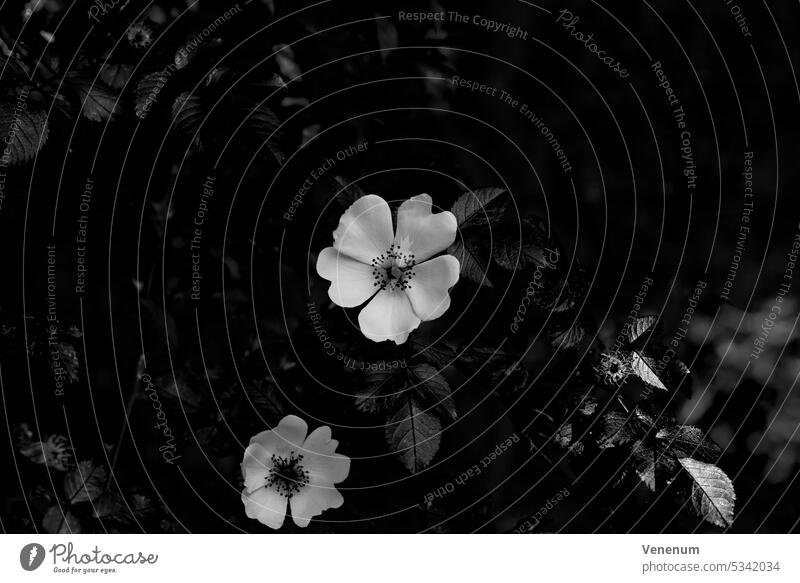 Wildrosen im Frühling in Deutschland, B&W Blume Blumen Pflanze Pflanzen Blüte blüht Stengel Blatt Blätter Blumentasse schwarz auf weiß Eurosiden I Rosiden