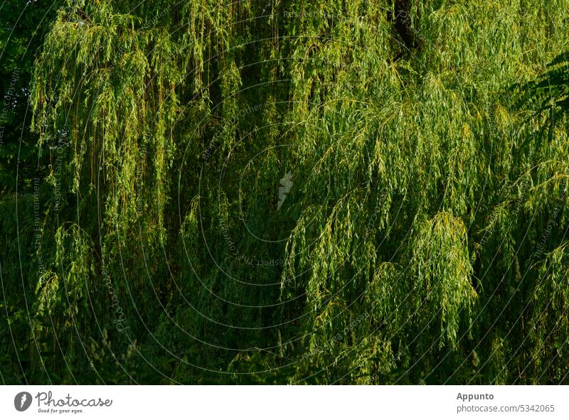 Mächtige Baumkrone einer Echten Trauerweide (Salix babylonica), teils im Sonnenlicht, teils im diagonal verlaufenden Halbschatten Weide Echte Trauerweide Krone