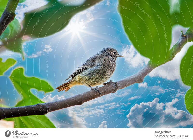 Hausrotschwanz. Flauschiges Küken. Junger Vogel (phoenicurus ochruros) sitzt auf einem Ast vor blauem Himmelshintergrund mit Sonne und Sonnenstrahlen sitzen