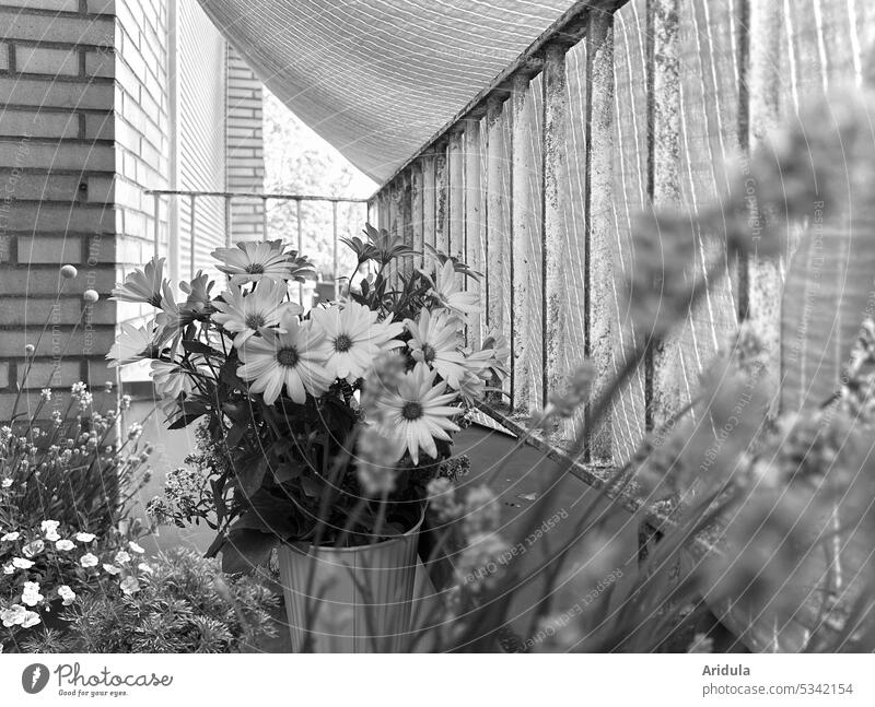 Balkonblümchen vor der Sonne schützen Blumen Blüten Haus Geländer Balkongeländer Sonnenschutz Decke Klinkerfassade Schatten Sonnenlicht Sommer