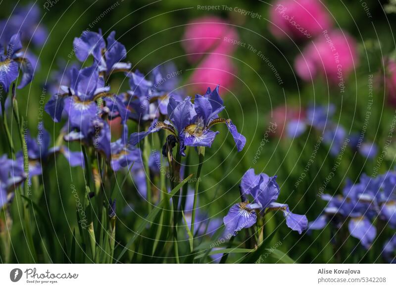 iris Regenbogenhaut blau blaue Schwertlilie Nahaufnahme Blume Garten Sommer blühend