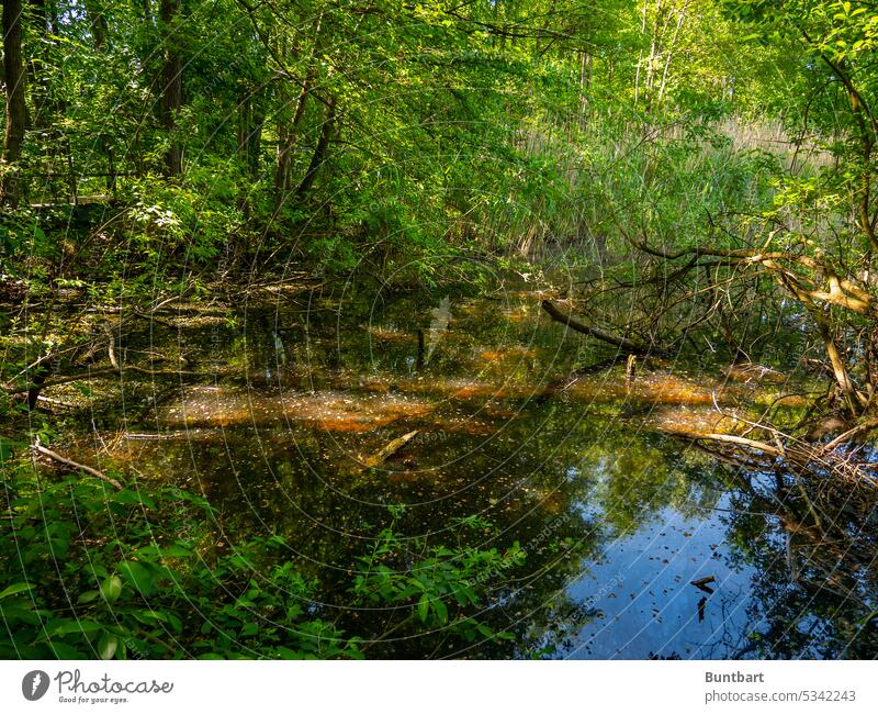 AmMoore See Teich Licht Klima Sumpf Natur Umwelt Pflanze Reflexion & Spiegelung Seeufer Grün (Green) Landschaft grün ruhig Baum Wald Wasser Tümpel