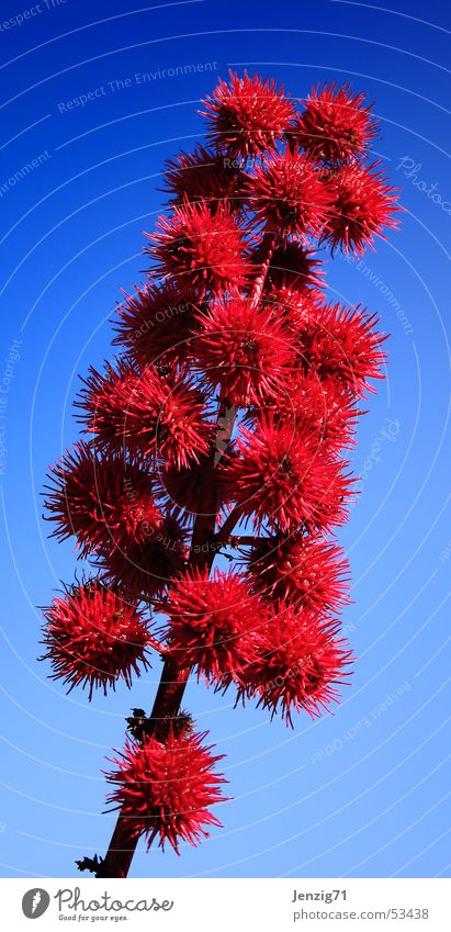 Rizinus. Sträucher Pflanze Blüte Afrika rot Gift Samen blau tötlich