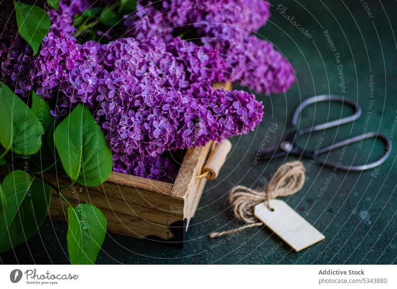 Vorderansicht einer Holzkiste mit frischen fliederfarbenen Blumen auf einer verschwommenen dunklen Fläche neben einer Schere und kleinen Karten Aroma aromatisch
