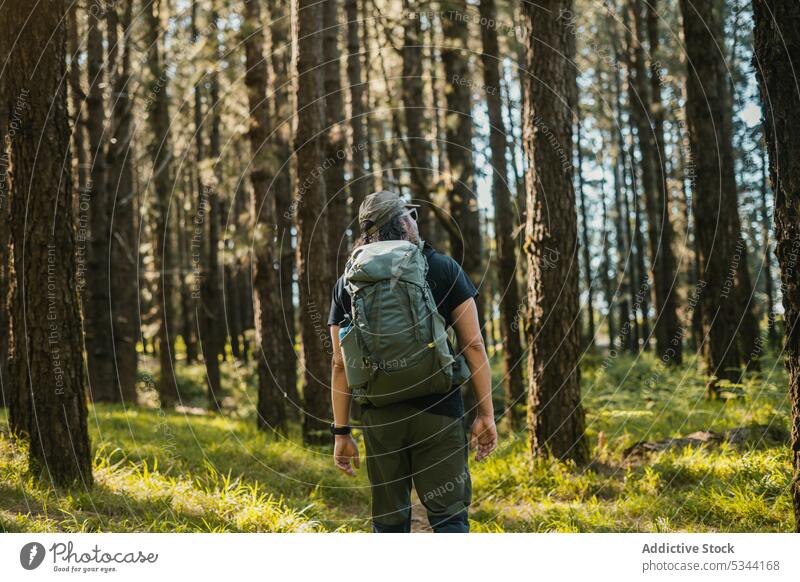 Unbekannter Mann geht in Nadelwald Spaziergang Reisender Natur Wald Wälder Wanderer Trekking Wanderung Rasen Baum Ausflug Rucksack erkunden Teneriffa Spanien