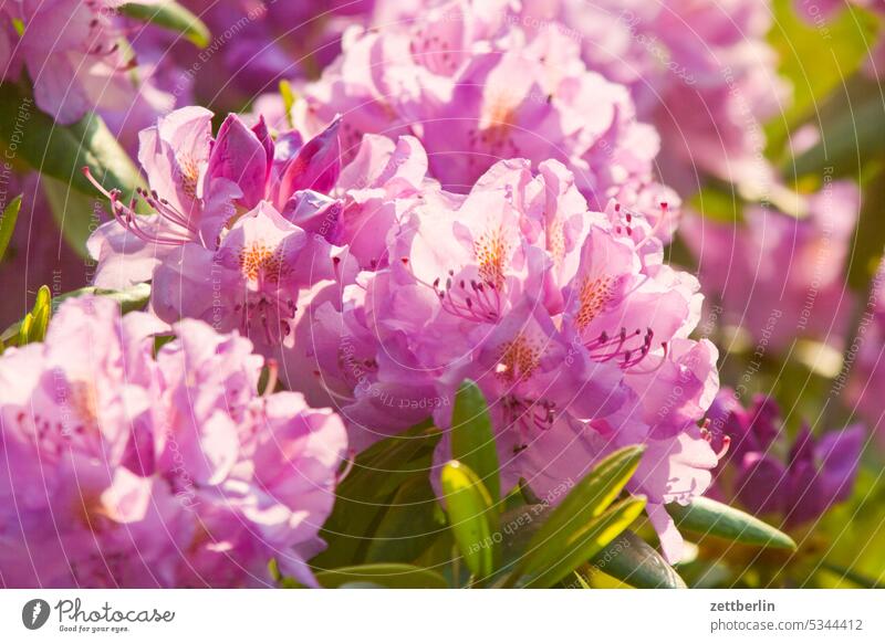 Rhododendron ast blühen blüte erholung erwachen ferien frühjahr frühling frühlingserwachen garten kleingarten kleingartenkolonie knospe menschenleer