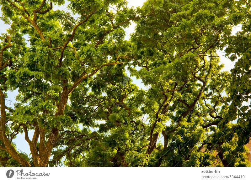 Baumkronen akazie ast baum baumkrone blatt blätterdach chlorophyll grün laub laubbaum laubwald natur park robinie sauerstoff sommer wipfel zweig