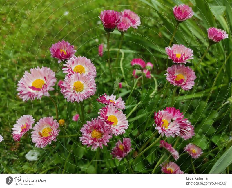 Gänseblümchen, Frühlingsblumen im grünen Gras Margeriten Hintergrund Pflanze weiß Natur Blume geblümt Blüte rosa rosa Blumen Sommer-Hintergrund