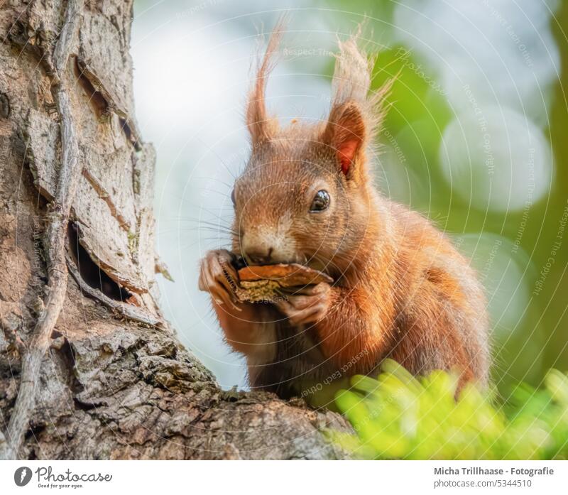 Knabberndes Eichhörnchen im Baum Sciurus vulgaris Tiergesicht Kopf Auge Nase Maul Ohr Schwanz Pfoten Krallen Fell knabbern fressen genießen Nahrung Ernährung