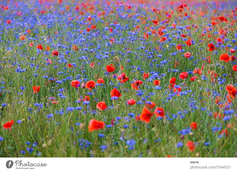 Eine Blumenwiese mit roten Mohnblumen und blauen Kornblumen blüht Flandernmohn Papaver rhoeas Regenschauer Klimawandel farbenfroh Textfreiraum Klatschmohn