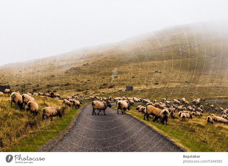 Schafherde auf der Weide neben dem Jakobsweg Hausziege Ziege Tier Natur Nebel Straße Weg Gras Weidenutzung Landwirtschaft neblig Schwarm Herde ländlich Feld