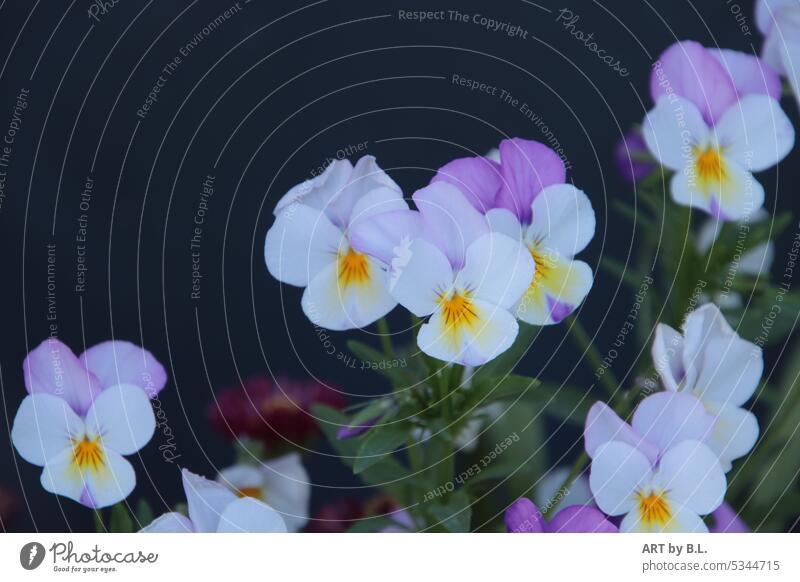 Hornveilchen Schönheit danke grußkarte hintergrund blumenschmuck deko tapete blütenblätter weiß lila blumenblätter filigran wunder zartheit blau schönheit