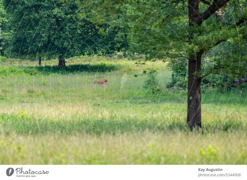 Reh auf einer Lichtung Wild Rotwild Naturschutzgebiet Wahner Heide Heidelandschaft Tierreich Bäume Laubbäume Eichenbaum Graslandschaft Gräser Nahrung Köln-Wahn