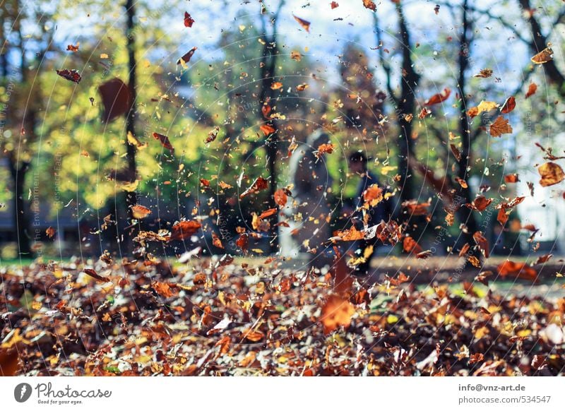 Herbstflug Freizeit & Hobby Garten Umwelt Natur Sonne Sonnenlicht Baum Blatt Park Wald braun gelb herbstlich fliegen Schweben fallen Farbfoto Außenaufnahme