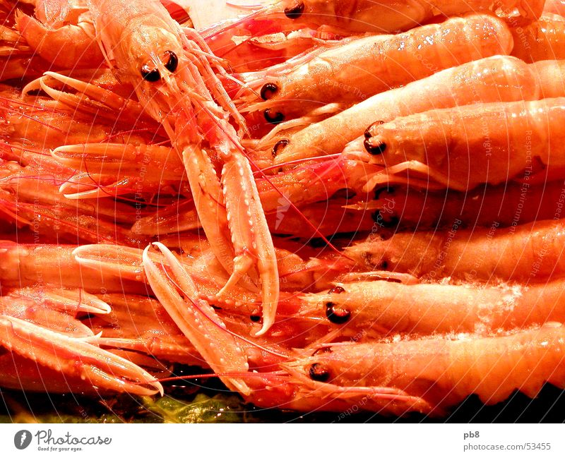 frutti di mare Meeresfrüchte Tier Garnelen Krebstier rot gelb Granele Markt Ernährung orange Fisch Auge mehrere Wasser