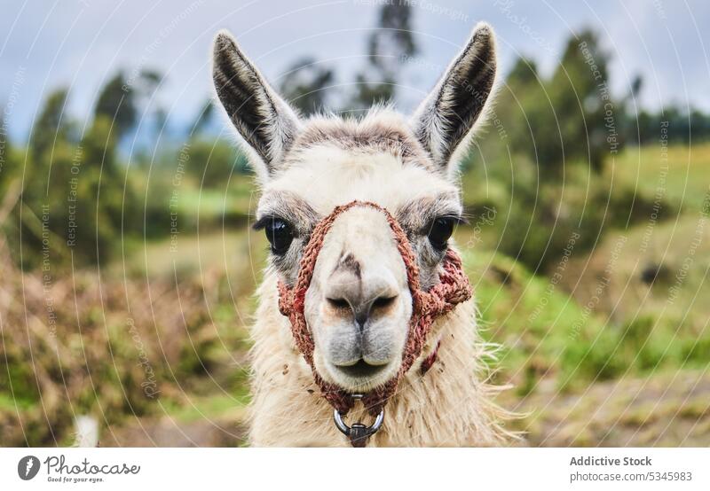 Niedliches flauschiges Lama mit Zügeln auf dem Lande Tier Bauernhof rein Säugetier Wiese Feld heimisch Landschaft Porträt Rasen Fell Fussel Maul Natur
