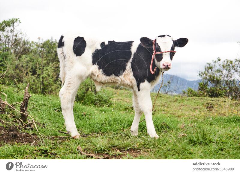 Niedliche Kuh auf einer Wiese im Grünen stehend Tier Wade Ackerland Viehbestand Landschaft Säugetier Kreatur Zusammensein Natur Weide Baum Otavalo Ecuador