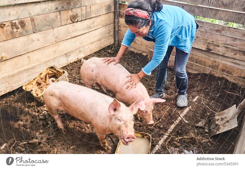 Frau aus Otavalo füttert Schweine bei der Arbeit auf dem Bauernhof Landwirt Landschaft Futter Tier Gehege Dorf Sattelkammer heimisch Viehbestand Ackerbau reif