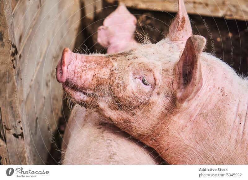 Rosa schmutzige Schweine im Gehege auf dem Bauernhof Tier Viehbestand Dorf Ferkel dreckig Landschaft heimisch Säugetier Ranch Kreatur Ackerbau Sattelkammer