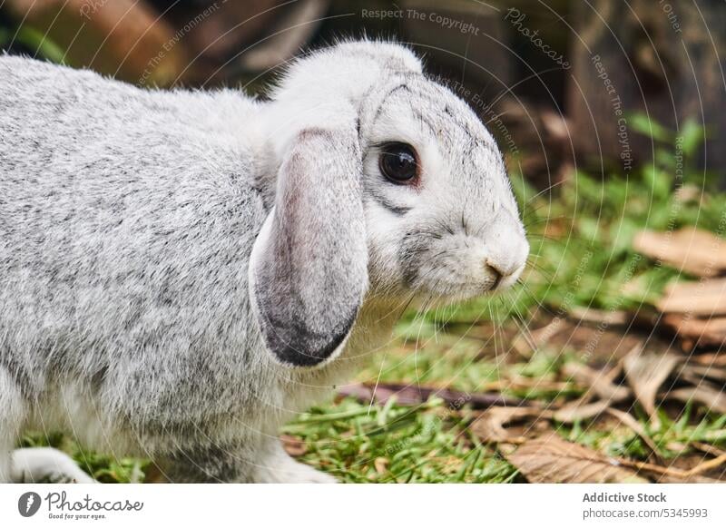 Niedliches flauschiges Kaninchen auf dem Boden eines Bauernhofs Tier Bargeld Fauna Hase Reinrassig Kreatur bezaubernd Säugetier Natur Fussel Spaziergang