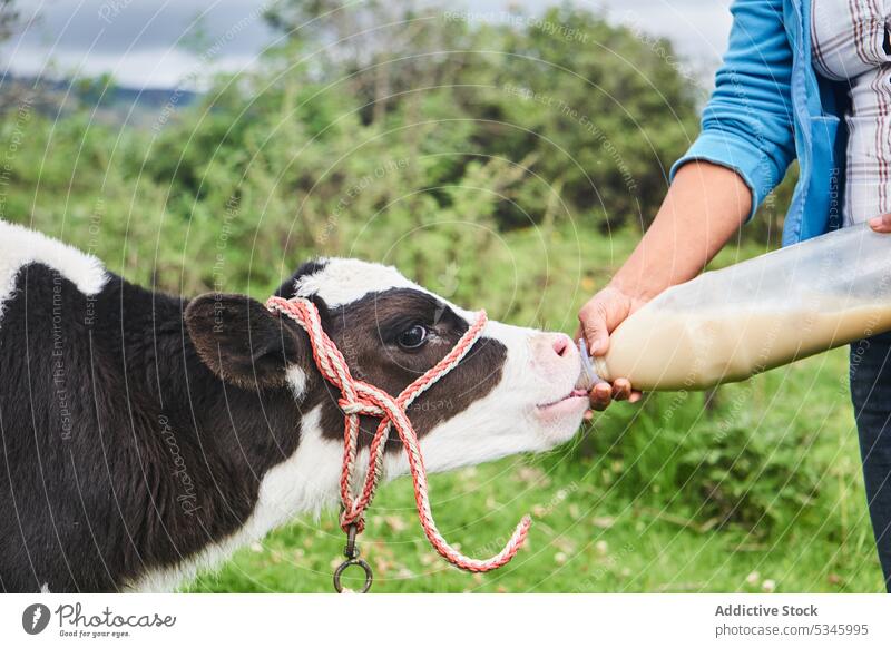 Anonyme Frau füttert Kalb bei der Arbeit auf dem Bauernhof Futter Wade Landwirt Tier Viehbestand Landschaft melken ländlich Rind Flasche heimisch reif Otavalo
