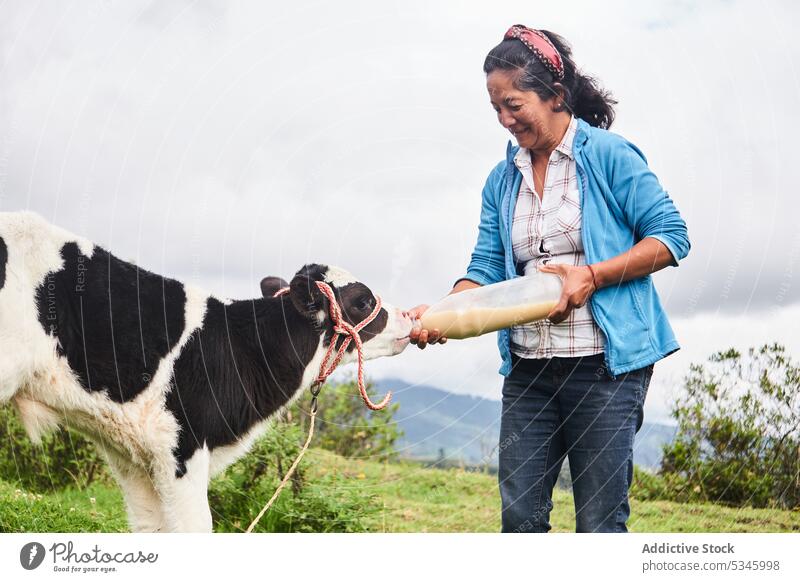 Lächelnde ethnische Frau, die ein Kalb während der Arbeit auf dem Bauernhof füttert Futter Wade Landwirt Tier Viehbestand Landschaft melken ländlich Rind