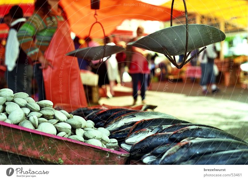 Fischmarkt Waage wiegen rot Sommer frisch Markthändler Schürze Schatten Kiste Meeresfrüchte mucheln stehen orange hell Sonne Fischverkäufer