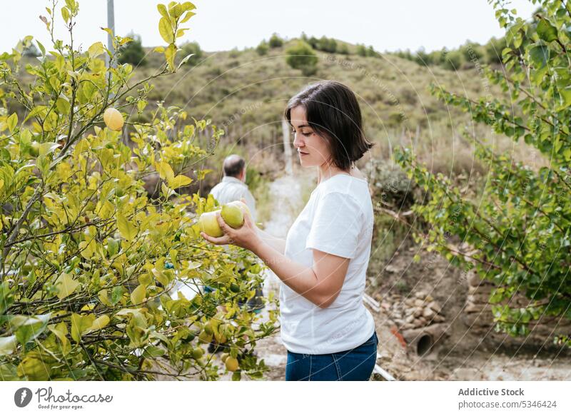 Junge Frau erntet reife Zitronen im Garten Ernte Landwirt Frucht Landschaft Baum pflücken Arbeit Ackerbau Schonung Erwachsener abholen Bauernhof lässig