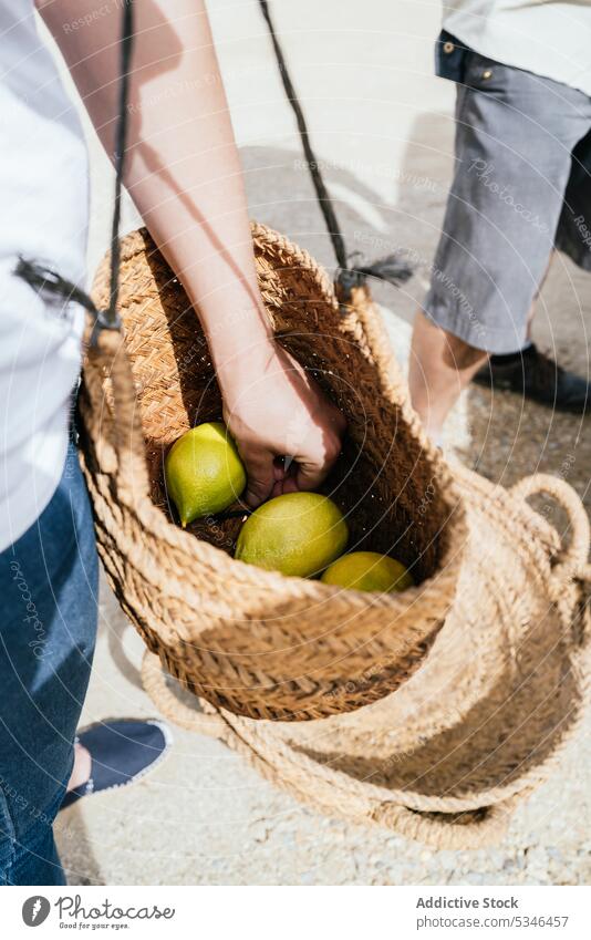 Anonyme Frau legt reife Zitronen in einen Weidenkorb auf einem Bauernhof Ernte Landschaft Korb Landwirt Arbeit frisch Frucht kultivieren lässig Ackerbau Garten