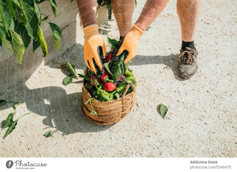 Gärtnerin mit Ernte von grünem Paprika und Tomaten im Korb Landwirt Peperoni abholen Mann Landschaft männlich frisch Garten Gemüse Agronomie ländlich Sommer