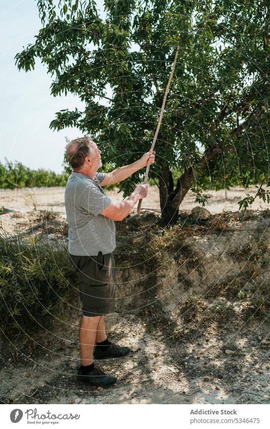 Mann pflückt Nüsse vom Baum auf dem Lande pflücken Nut abholen Ernte Schonung Landschaft Landwirt reif männlich Ackerbau Arbeit Sonnenlicht natürlich rustikal