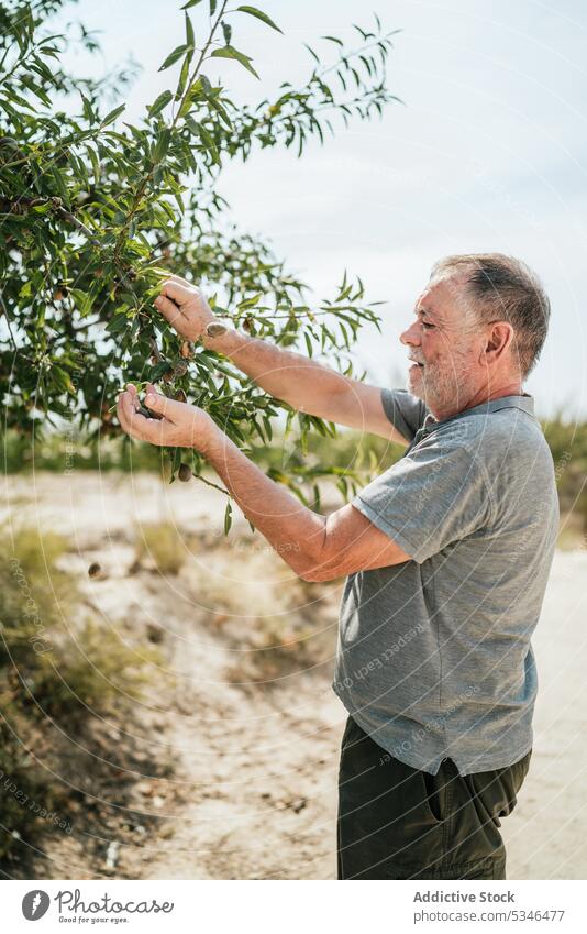Älterer Mann sammelt Nüsse von einem Baum auf einer Plantage pflücken Nut Landwirt Senior abholen Ernte Schonung Landschaft männlich älter gealtert Ast ländlich