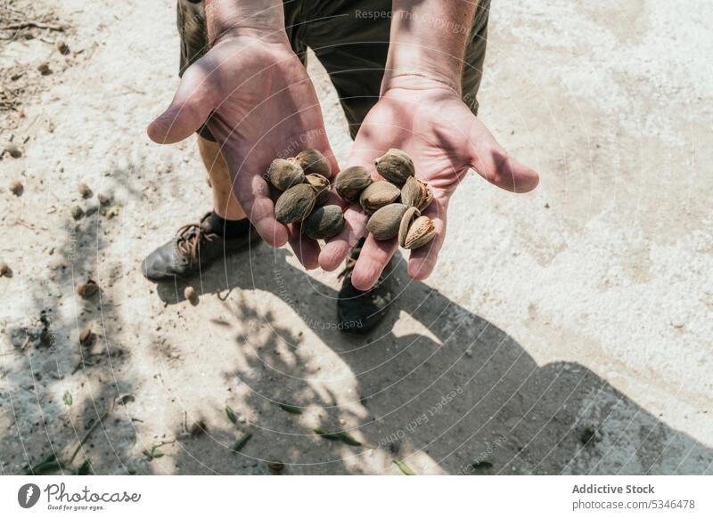 Landwirt mit einer Handvoll Mandeln im Garten Haufen Nut Ernte Panzer Schonung abholen Mann männlich Gärtner organisch Landschaft solide Nussschale Sommer