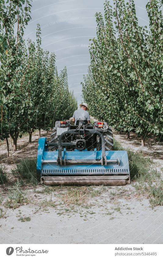 Anonymer männlicher Landwirt, der mit einem Traktor Gras entfernt Mann Bauernhof mähen entfernen Laufwerk Baum Obstgarten Arbeit tagsüber Ackerbau Aprikose