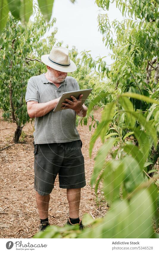 Ein älterer Landwirt benutzt ein Tablet in der Nähe von Obstbäumen Mann benutzend Tablette prüfen Baum berühren Ast Obstgarten online männlich Pflanze Bauernhof