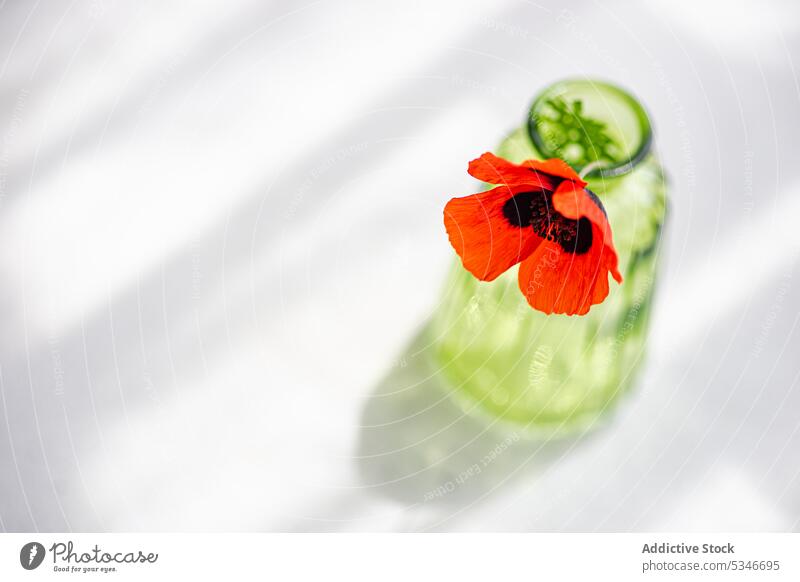 Inneneinrichtung grüne Vase mit roter Mohnblume abschließen Beton tagsüber Blume Blütezeit Glas Innenbereich Natur Blütenblatt Pflanze Raum Saison Kulisse