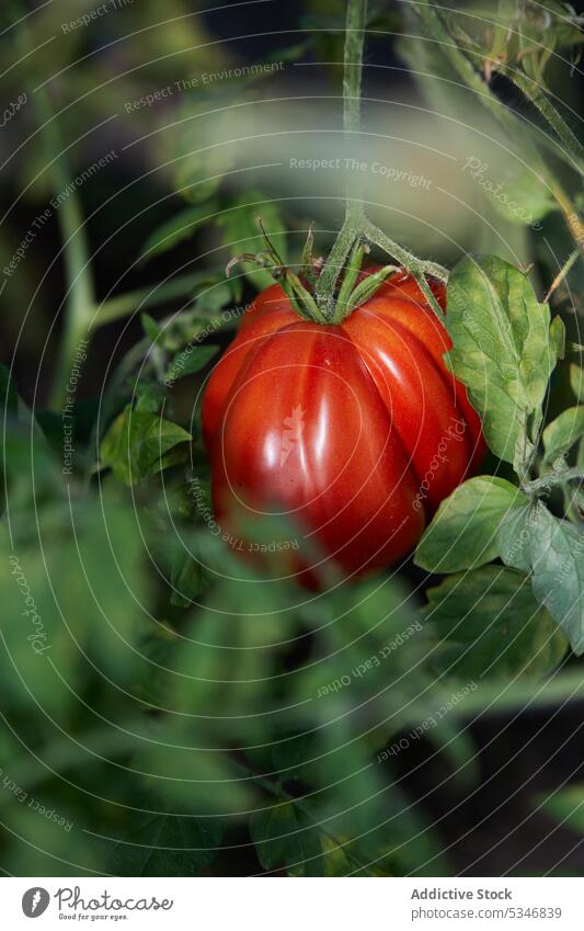 Rote Tomate an einer Pflanze auf dem Lande groß rot grün Garten Buchse Wachstum Gemüse hängen Natur tagsüber Sommer sonnig vegetieren Saison Landschaft Ackerbau