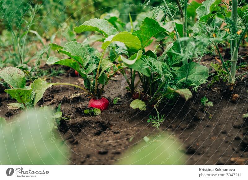 Wachsende organische Rettich im Garten Boden. Gesundes Gemüse, Lebensmittel Hintergrund. frisch Gesundheit natürlich roh rot Nahaufnahme Bestandteil reif Wurzel