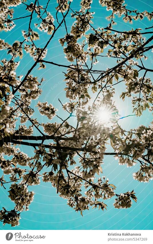 Frühlingsblüte Baum auf blauem Himmel Hintergrund. Abstrakte Natur Blüte abstrakt Ast Saison schön Blütezeit Überstrahlung grün natürlich geblümt Blume Garten