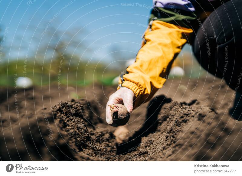 Bäuerin pflanzt im Frühjahr Kartoffeln im Garten in Tschernozemer Erde landwirtschaftlich Ackerbau Agrarwissenschaften Agronomie anbaufähig Landschaft