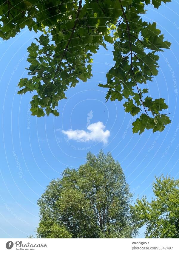 Wolke zwischen Blattgrün Himmel himmelwärts blauer Himmel mit Wolke Blätter Blätterdach Baumkrone Schönes Wetter Blauer Himmel Sommer Außenaufnahme Tag