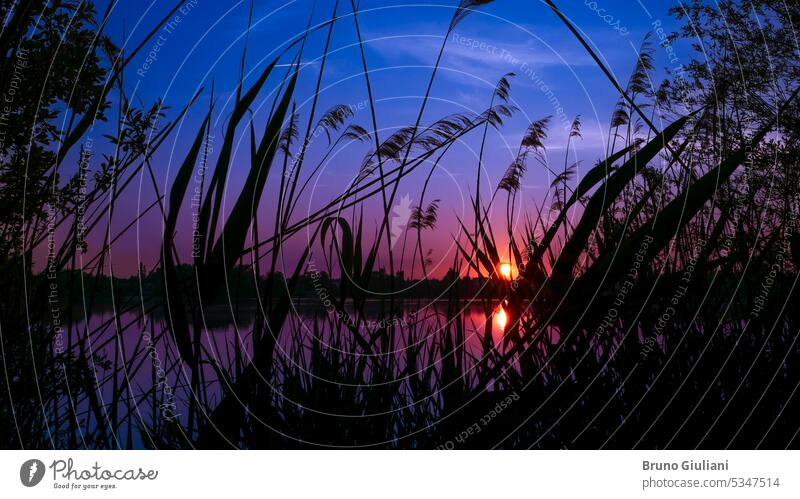 Silhouette von Gras vor dem Wasser. Sonnenlicht über dem Horizont bei Sonnenaufgang oder Sonnenuntergang. Windstille Umwelt idyllisch See Landschaft Teich Fluss