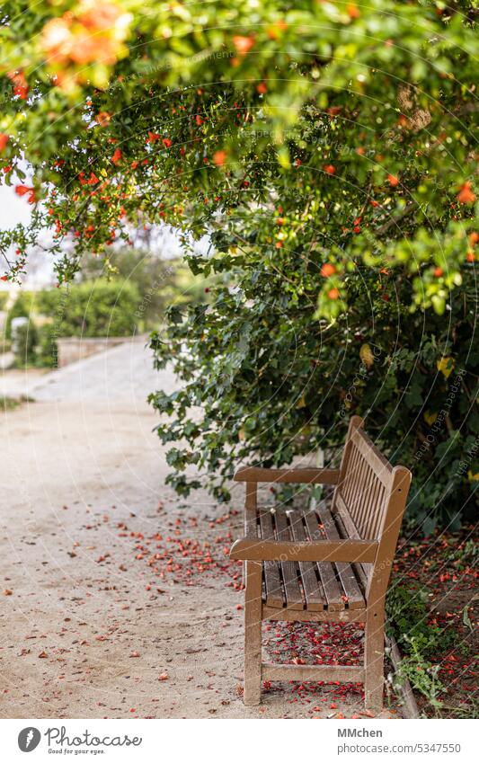 Sitzplatz im Park unter einem blühenden Baum Mont Juic Barcelona Sommer Entspannung ruhig Idylle Natur Urlaub Aussicht Spaziergang Frühsommer Ausflug wandern