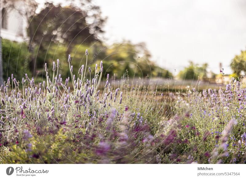 Lavendel im Park Wildnis Farbfoto Kräuter Außenaufnahme Nahaufnahme Entspannung grün Kraut Wiese weiß Frühsommer lila Gras Garten Sommer Natur Blume Frühling